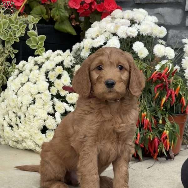 Bumper, Goldendoodle Puppy