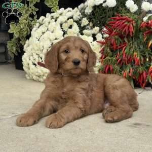 Bumper, Goldendoodle Puppy