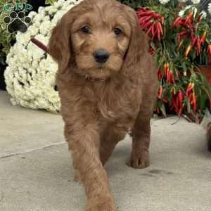 Bumper, Goldendoodle Puppy