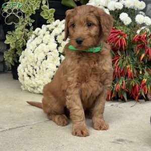 Buck, Goldendoodle Puppy