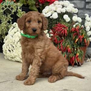 Buck, Goldendoodle Puppy