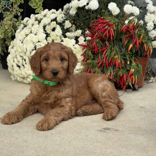 Buck, Goldendoodle Puppy