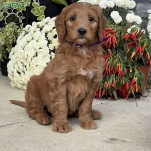 Bruno, Goldendoodle Puppy