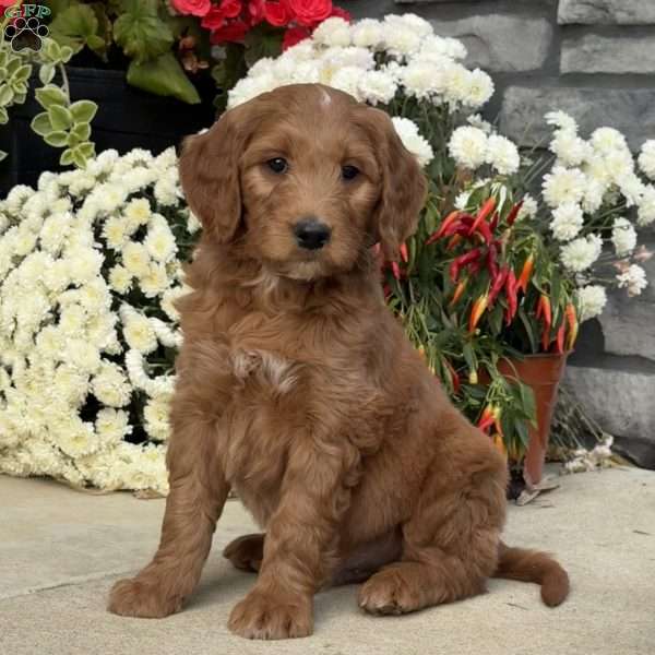 Bruno, Goldendoodle Puppy