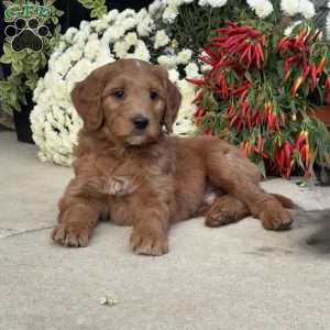 Bruno, Goldendoodle Puppy