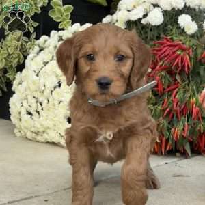 Blossom, Goldendoodle Puppy