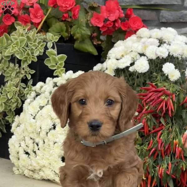 Blossom, Goldendoodle Puppy