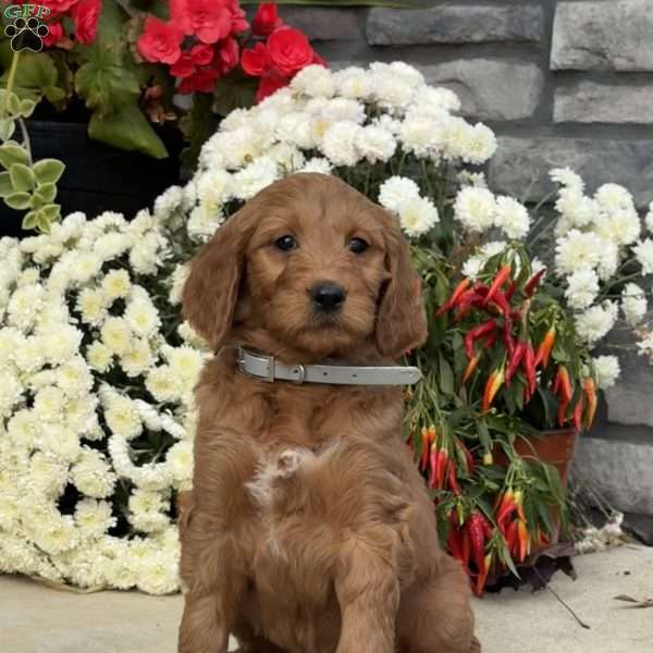 Blossom, Goldendoodle Puppy