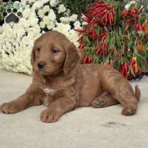 Blossom, Goldendoodle Puppy