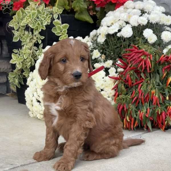 Billy, Goldendoodle Puppy