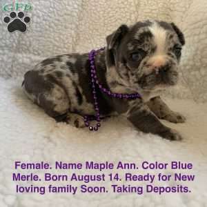 Maple Ann, French Bulldog Puppy