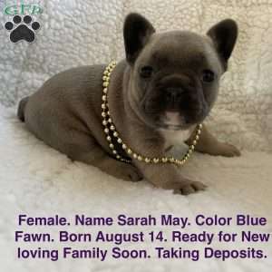 Sarah May, French Bulldog Puppy