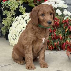 Bobo, Goldendoodle Puppy