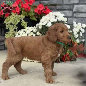 Bobo, Goldendoodle Puppy