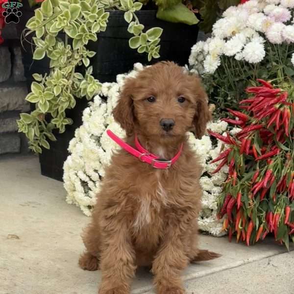 Josie, Mini Goldendoodle Puppy