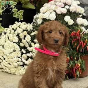 Josie, Mini Goldendoodle Puppy