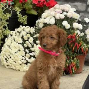 Josie, Mini Goldendoodle Puppy