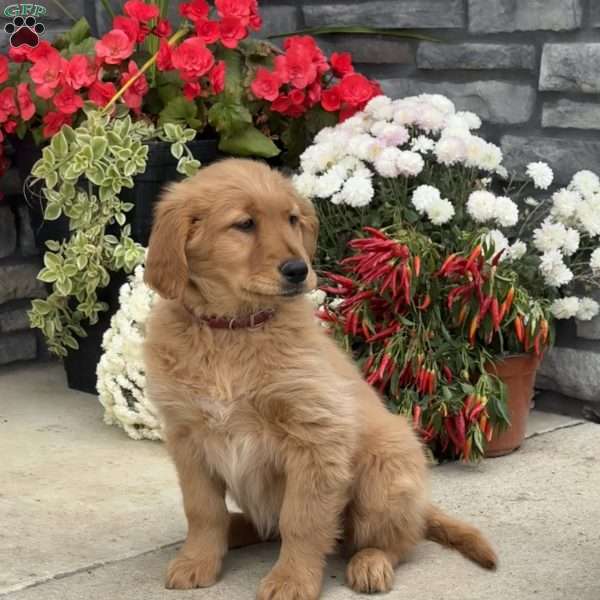 Tessa, Golden Retriever Puppy