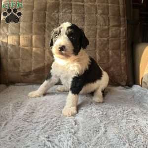 MYLO, Bernedoodle Puppy