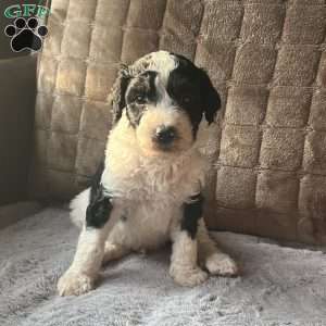 MYLO, Bernedoodle Puppy