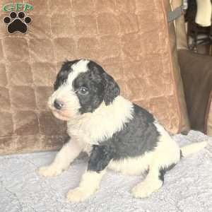 MYLO, Bernedoodle Puppy