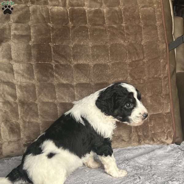 MYLO, Bernedoodle Puppy