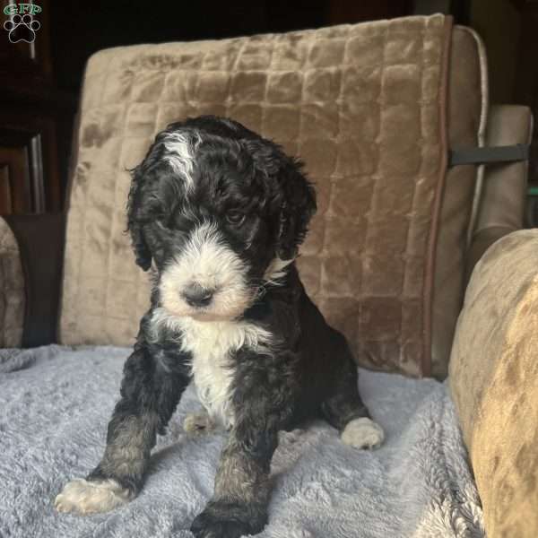 DINO, Bernedoodle Puppy