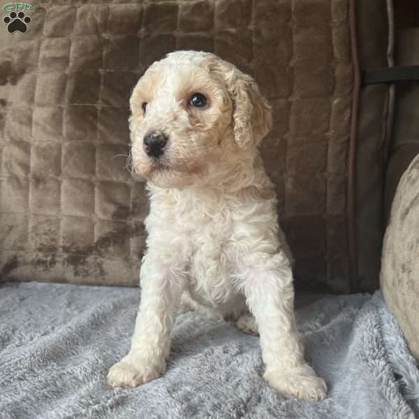 ZORRO, Bernedoodle Puppy