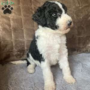 KARA, Bernedoodle Puppy