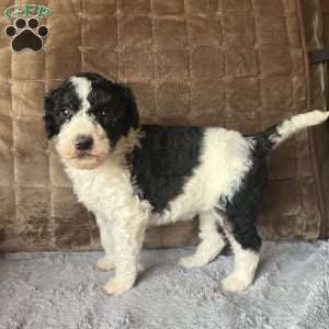 KARA, Bernedoodle Puppy