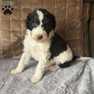 KARA, Bernedoodle Puppy