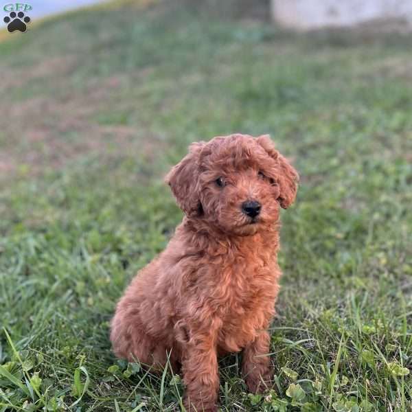 Marshall, Mini Goldendoodle Puppy