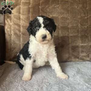 KARA, Bernedoodle Puppy