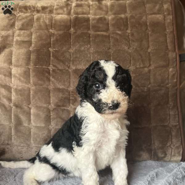 YARA, Bernedoodle Puppy