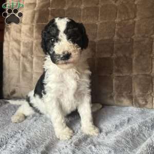 YARA, Bernedoodle Puppy