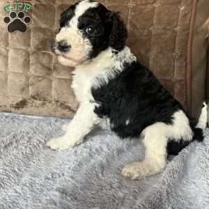 YARA, Bernedoodle Puppy