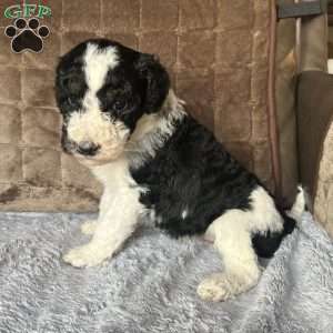 YARA, Bernedoodle Puppy
