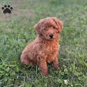 Marshall, Mini Goldendoodle Puppy