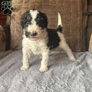 YARA, Bernedoodle Puppy