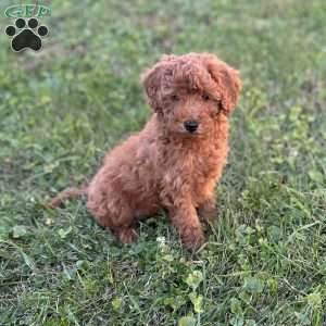 Marshall, Mini Goldendoodle Puppy