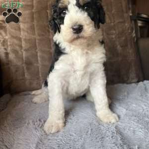 LANA, Bernedoodle Puppy