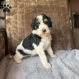 LANA, Bernedoodle Puppy