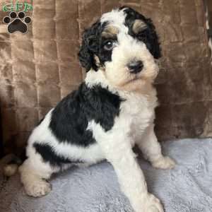 LANA, Bernedoodle Puppy