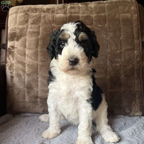 LANA, Bernedoodle Puppy