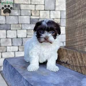 Annie, Havanese Puppy