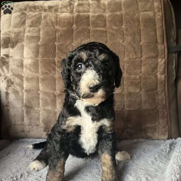MYLA, Bernedoodle Puppy