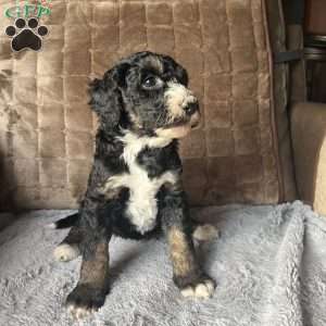 MYLA, Bernedoodle Puppy