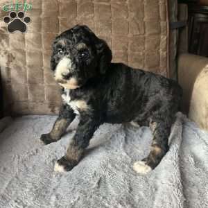 MYLA, Bernedoodle Puppy