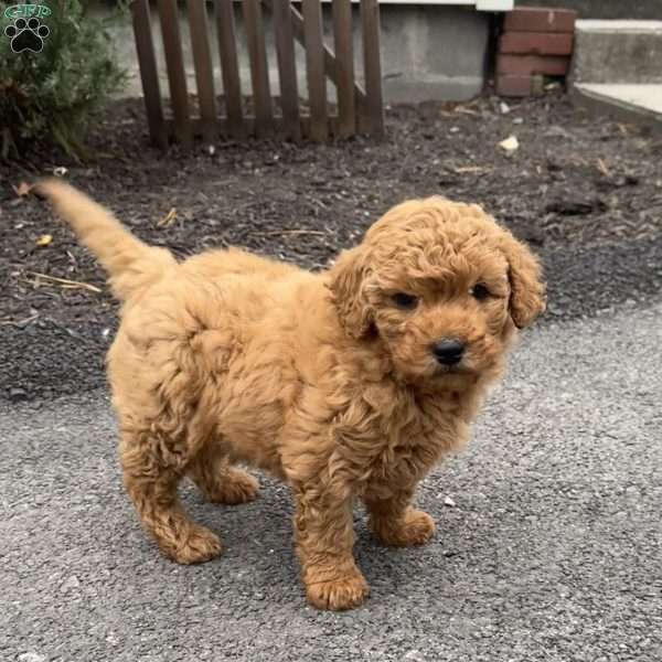 Chucky, Mini Goldendoodle Puppy