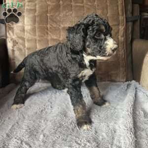 MYLA, Bernedoodle Puppy